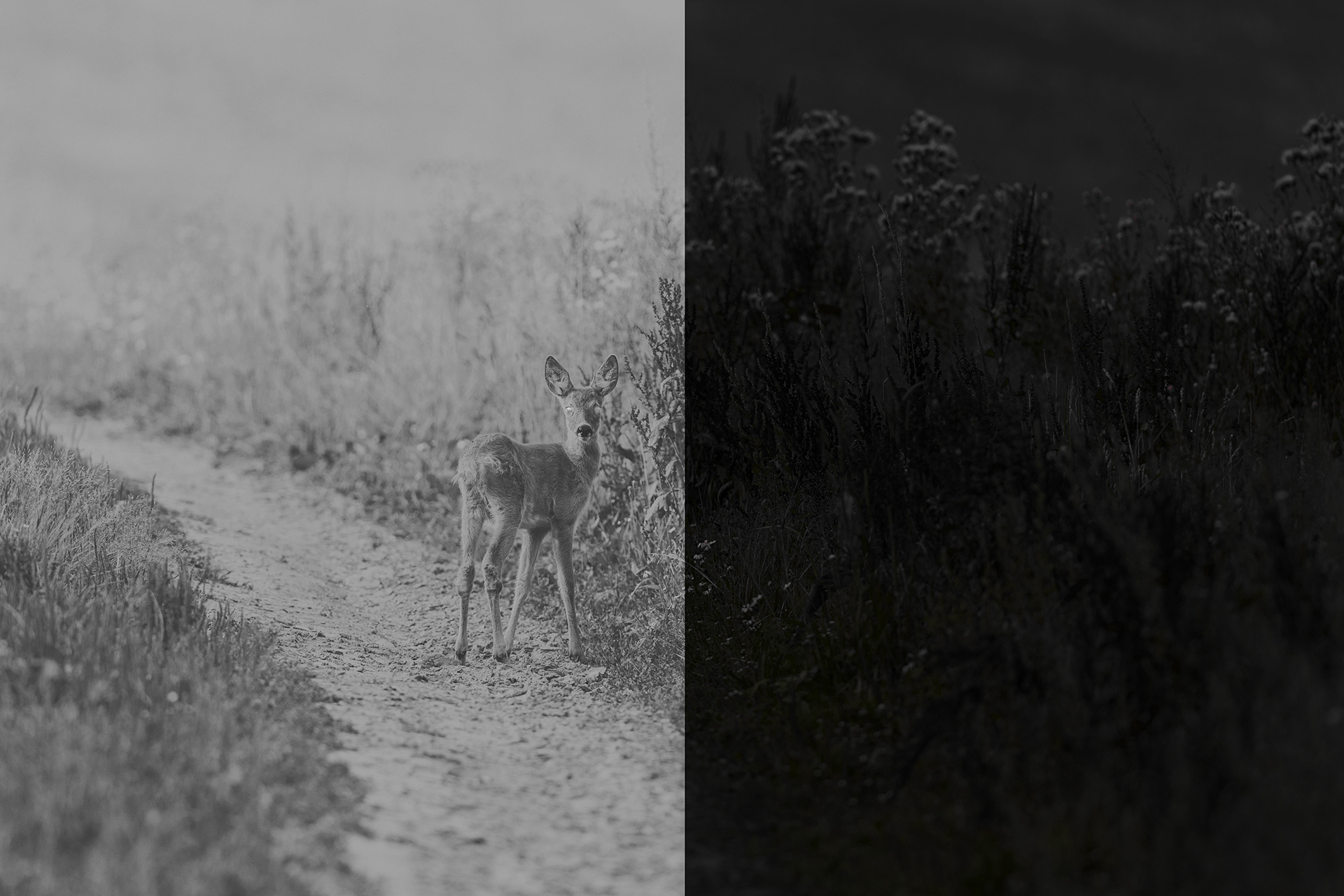 Outdoor night hunting equipment